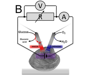 Illustration for article titled Vampiric Implants Siphon Clam Essence for Electrical Power